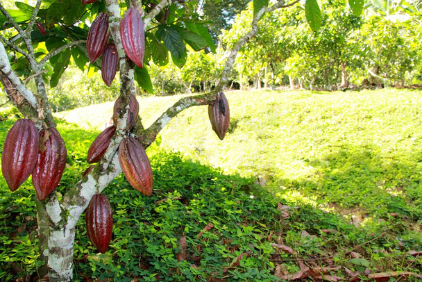 ilheus, bahia, Brasil - 3 de julio de 2012: plantación de cacao clonado resistente a la escoba de bruja utilizada para la producción de chocolate en Bahía. - Foto, imagen