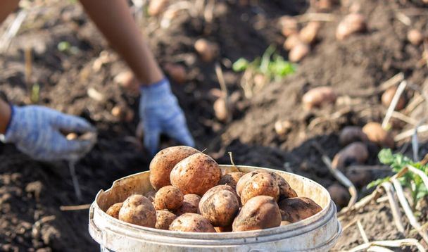 Légumes bio. Fermiers mains avec des légumes fraîchement cueillis. Pommes de terre bio fraîches. focus sélectif - Photo, image