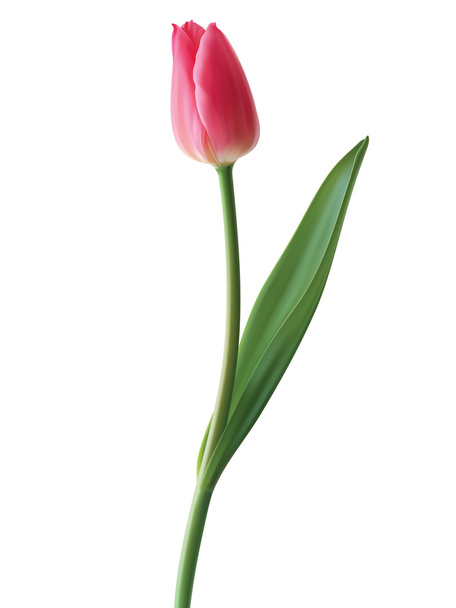 Tulpe isoliert. Vektorillustration - Vektor, Bild