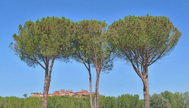 paraguas pinos en frente del cielo con el fondo medieval de la ciudad en Toscana Italia  - Foto, imagen