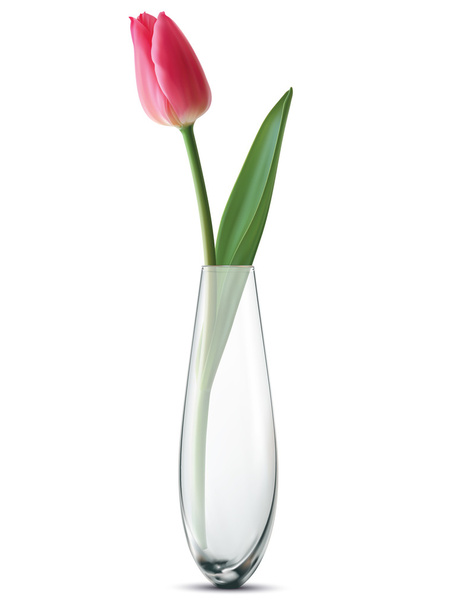 Tulipan w wazonie, na białym tle. Ilustracja wektorowa - Wektor, obraz