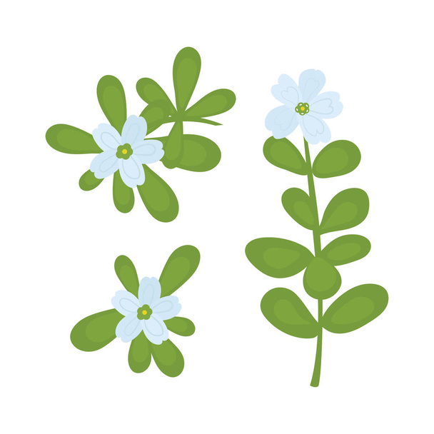 Bacopa monnieri. Medicinal plant. Stem, leaves, flower. Color vector drawing on a white background. - Фото, изображение