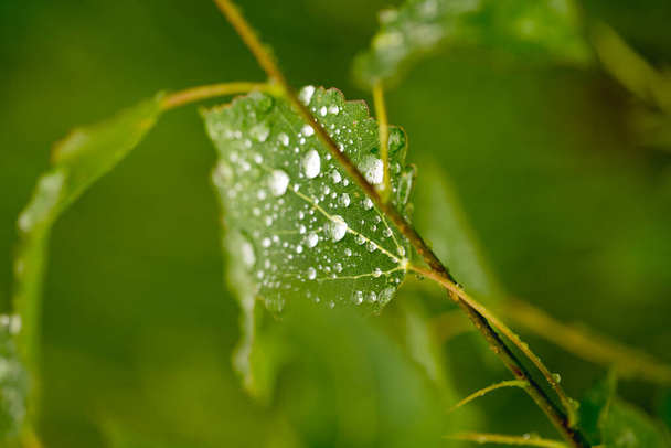 Natural background of green plant leaf with raindrops - 写真・画像