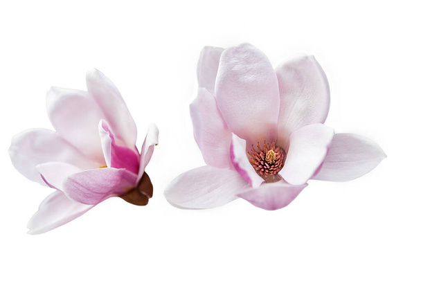 Zwei Magnolienblüten isoliert auf transparentem Hintergrund. Nahaufnahme schöner Magnolienblüten. - Foto, Bild
