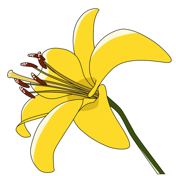 Vector art flower lily yellow - Vector, Image