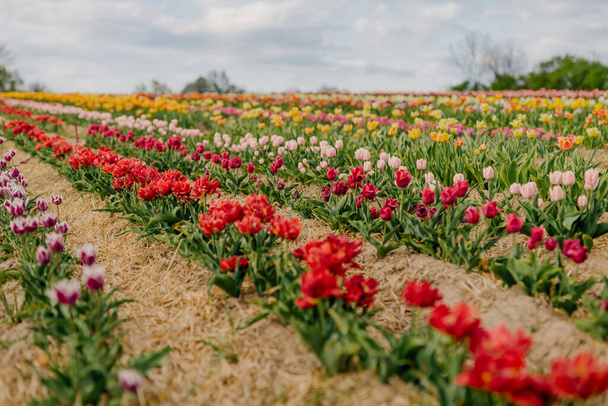 Bei tulipani rossi che fioriscono sul campo Agricoltura - Foto, immagini