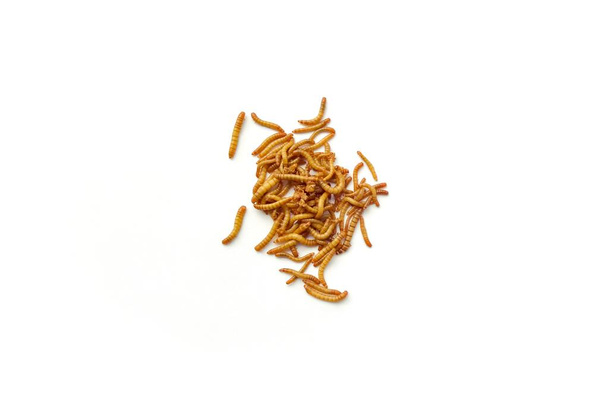 Mealworm are the larval form of the beetle are currently cultured as economic animals. It use to food for pet, especially beautiful pets such as fish, birds, reptiles, hamsters or squirrels - Photo, Image
