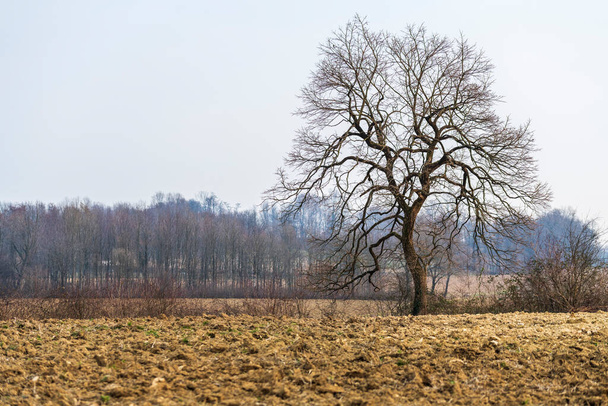 осенний сезон деревья и пейзажный вид, Италия  - Фото, изображение