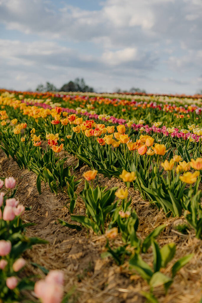 Yellow Purple and Red Fresh Tulips Blooming on Field at Flower plantation Farm - Foto, afbeelding