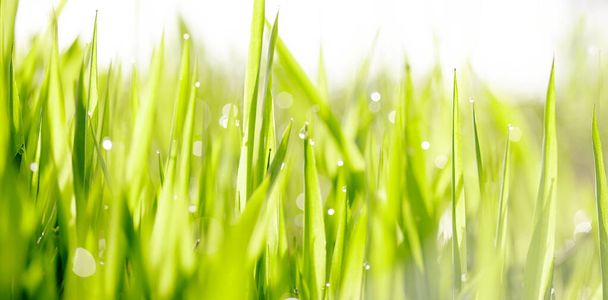 Φόντο με πράσινο υγρό γρασίδι με τη δροσιά που πέφτει  - Φωτογραφία, εικόνα