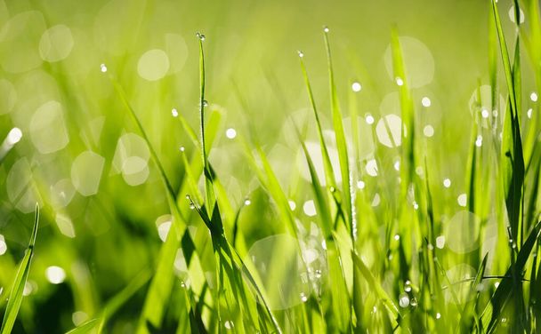 Achtergrond met groen nat gras met dauwdruppels  - Foto, afbeelding