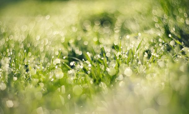Fundo abstrato de uma grama verde molhada em gotas de orvalho - Foto, Imagem