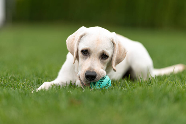 Labrador retriever met favoriete speelgoed. pup ligt op groen gazon gras en kijkt naar camera - Foto, afbeelding