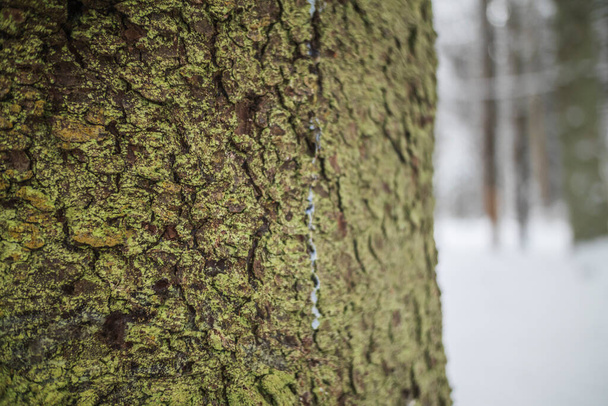 tree trunk bark macro texture background photo winter snow forest wild nature. green white - Foto, Bild