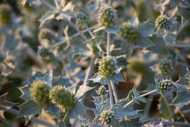 Eryngium maritimum, the sea holly or seaside eryngo. The plant has a very strong and deep root system. - Photo, Image