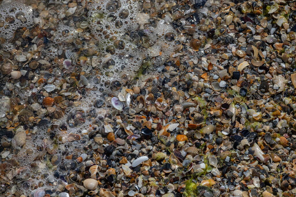 Morskie muszle na piasku. Letnie tło plaży. Widok z góry. - Zdjęcie, obraz