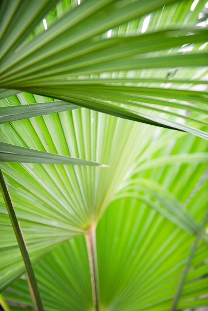 Palm tree, detail, soft focus, detail - Foto, immagini