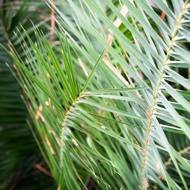 Palm tree, detail, soft focus, detail - Foto, imagen