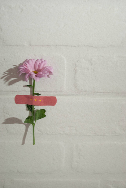 Pink flower under pink bandaid plaster on a simple white brick wall texture background. Healing concept idea. Light background. - Фото, изображение