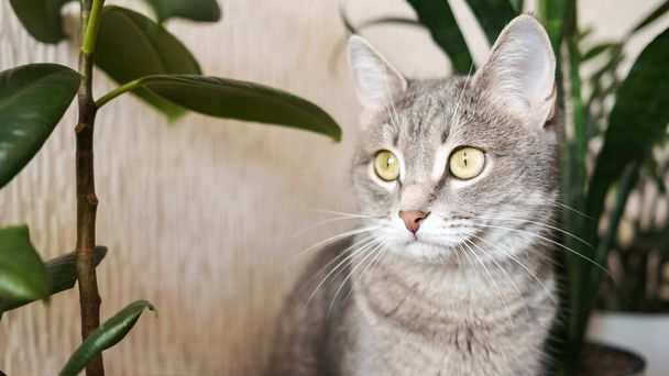 Un chat gris adulte est assis sur le sol dans un appartement sur un fond de fleurs intérieures vertes. Image pour les cliniques vétérinaires, sites sur les chats, pour la nourriture pour chat. - Photo, image