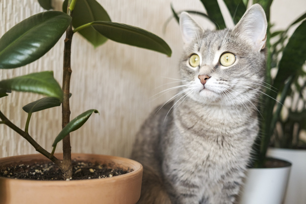 Aikuinen harmaa kissa istuu lattialla asunnossa vihreiden sisäkukkien taustalla. Kuva eläinklinikoille, sivustoille kissoista, kissanruokaan. - Valokuva, kuva