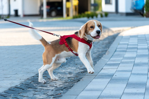 Cute young beagle on a leash walking on the street. The beagle pulls the leash as it wants to sniff a nearby bush - Zdjęcie, obraz