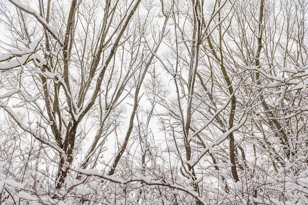 Багато снігу на гілках дерев. Зимовий ліс після сильних снігопадів
. - Фото, зображення