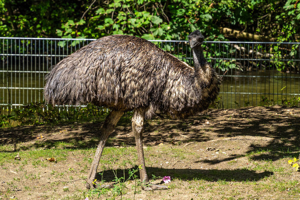 The emu, Dromaius novaehollandiae is the second-largest living bird by height, after its ratite relative, the ostrich. It is endemic to Australia - Фото, изображение