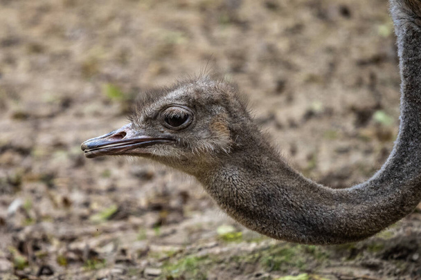 A avestruz-comum, Struthio camelus, ou simplesmente avestruz, é uma espécie de ave nativa da África. É uma das duas espécies de avestruzes existentes - Foto, Imagem