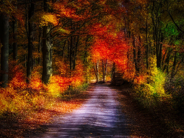 Magiczny jesienny las, kolorowe liście, liście, pnie drzew, leśna droga, jesienny krajobraz. Wschodnia Europa. Żółty, pomarańczowy. - Zdjęcie, obraz