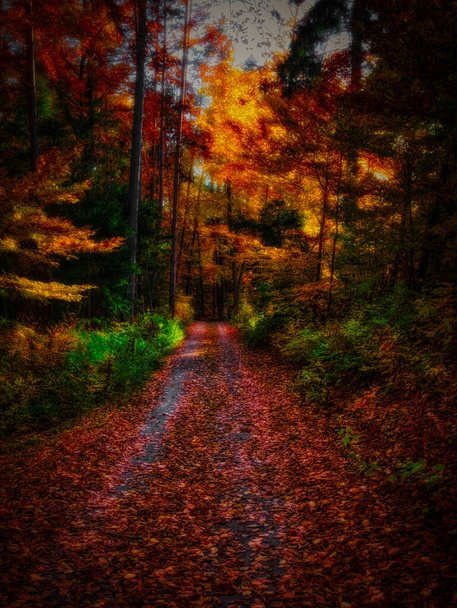 魔法の秋の森、カラフルな葉、葉、木の幹、森の道、秋の風景。東ヨーロッパ。黄色オレンジ. - 写真・画像