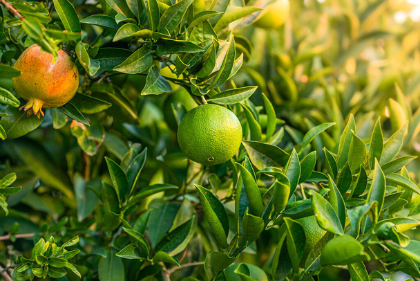groene sappige mandarijnen vruchten op boom - Foto, afbeelding