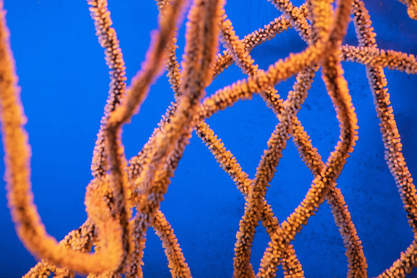 minces coraux orange sous l'eau. Photographie sous-marine. fond sous-marin - Photo, image