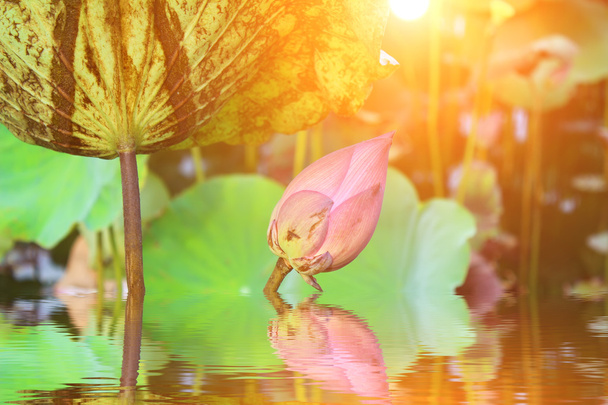 der Lotus im Teich - Foto, Bild