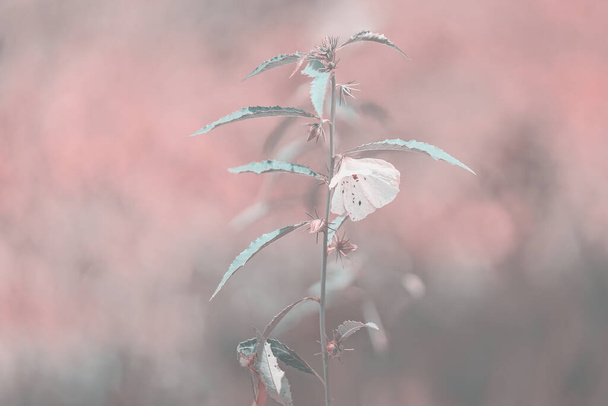 Blurred flower in pastel pink color softly blended to enable a visible text overlay, useful background for the web. Intentional blur. - Fotó, kép