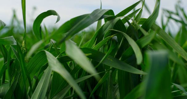 Erba verde raccolto che soffia ondeggiando sul vento in natura agricoltura campo sfondo - Foto, immagini