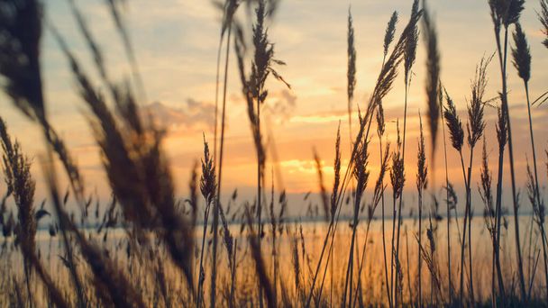 Rákosí se houpe na pozadí západu slunce. Plážová tráva foukat na podzim krajina přírody. - Fotografie, Obrázek