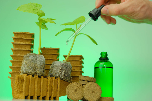 Engrais pour semis. Activateur de système racinaire de semis dans une bouteille en verre vert, une plante de concombre et une pipette dans une main sur un fond vert.Énergie de croissance pour les plantes.Amélioration des plantes. - Photo, image