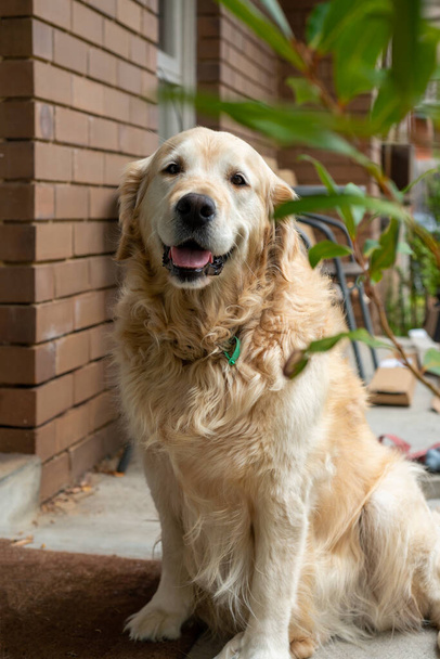 Golden Retriever σκυλί βαρεθεί και περιμένει έξω για τον ιδιοκτήτη του να πάει μια βόλτα.  - Φωτογραφία, εικόνα