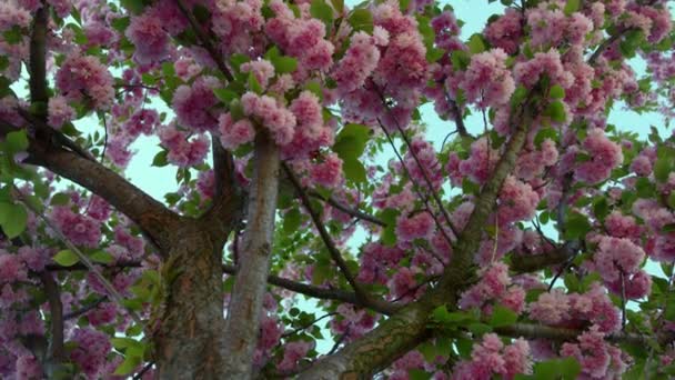 Mooie roze sakura bloemen in het zicht op de tuin van onderen. Romantisch landschap. - Video