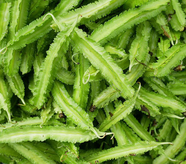 Friss zöldszárnyú bab (Psophocarpus tetragonolobus) háttérként  - Fotó, kép
