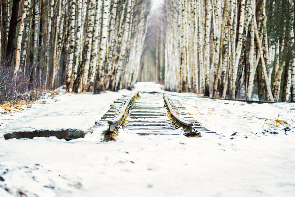 Старая железная дорога и берёзовая аллея зимой. Железнодорожная линия для перевозки собранного урожая в болотистой местности - Фото, изображение