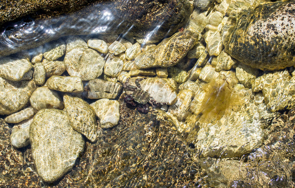 Krabben im flachen Wasser in klarem Meerwasser. Helle und bunte Kieselsteine, kleine Steine unter Wasser - Foto, Bild
