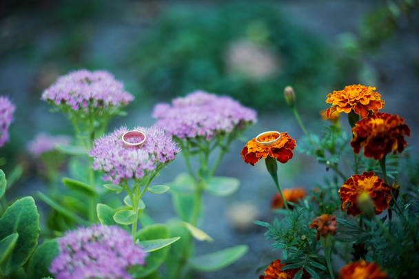 美しさの花の結婚指輪 - 写真・画像
