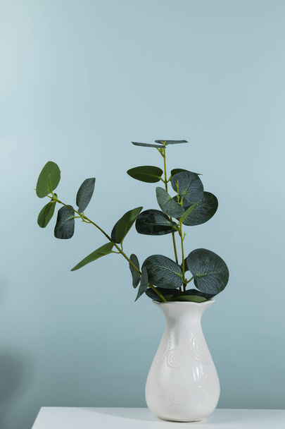 Green plant in a white vase on a green background, space for your text. - Fotografie, Obrázek