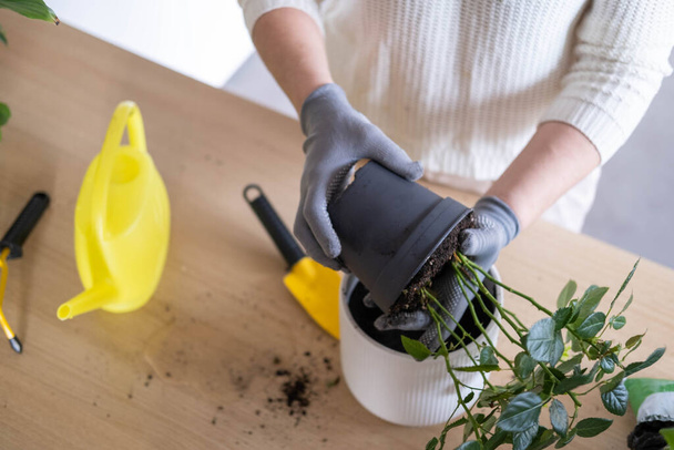 A woman's hands transplant a rose flower into another pot on the table, take care of plants and home flowers. Home gardening - Фото, изображение