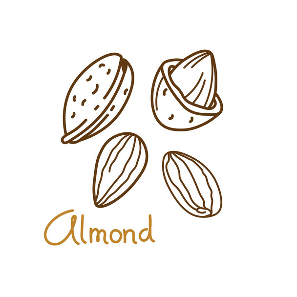 Elemento gráfico dibujado a mano de almendras para el diseño de envases de frutos secos y semillas o snack. Ilustración vectorial en estilo de arte en línea - Vector, Imagen