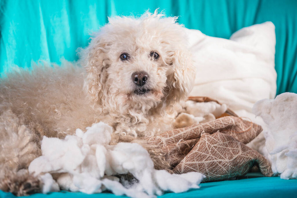 El perro culpable destruyó la almohada en casa. caniche marrón se sienta entre los restos de una almohada - Foto, Imagen