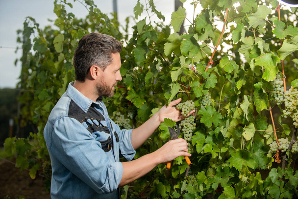 oenologist cutting grapevine with garden scissors, vineyard - Fotoğraf, Görsel