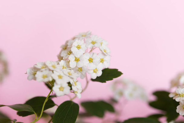 Thunberg's spirea bush (Spiraea Thunbergii) in bloom. Background of white flowers on a floral pink background. - Фото, зображення